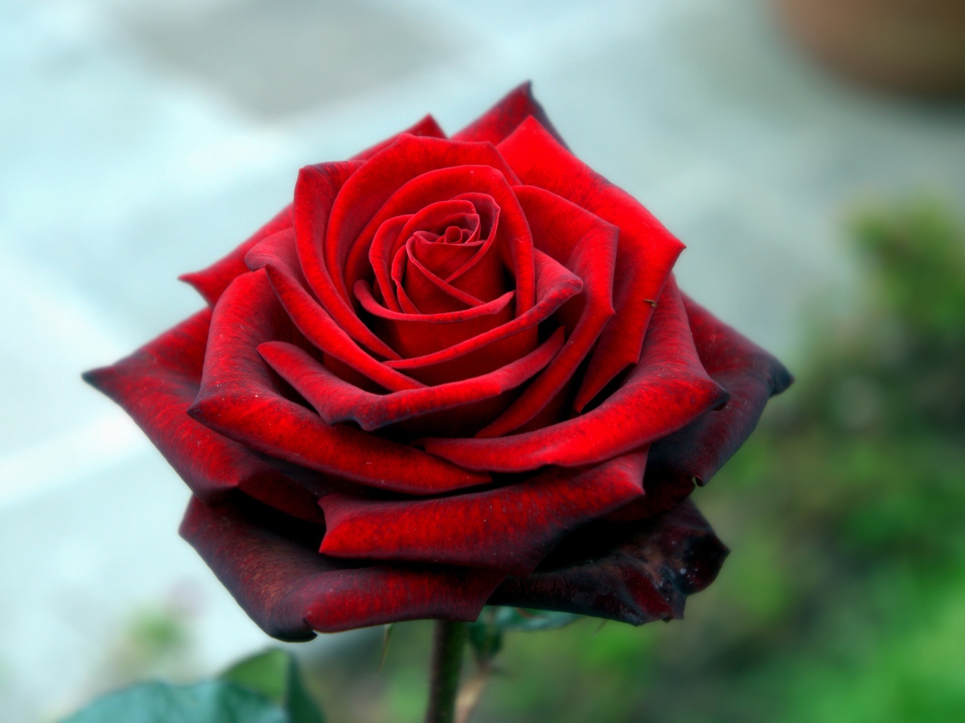 Красная красивая роза крупным планом