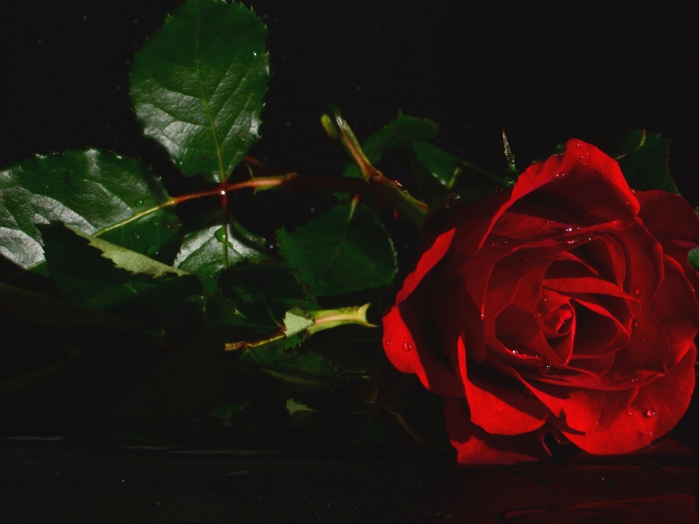 Красная роза с зелеными листьями в воде