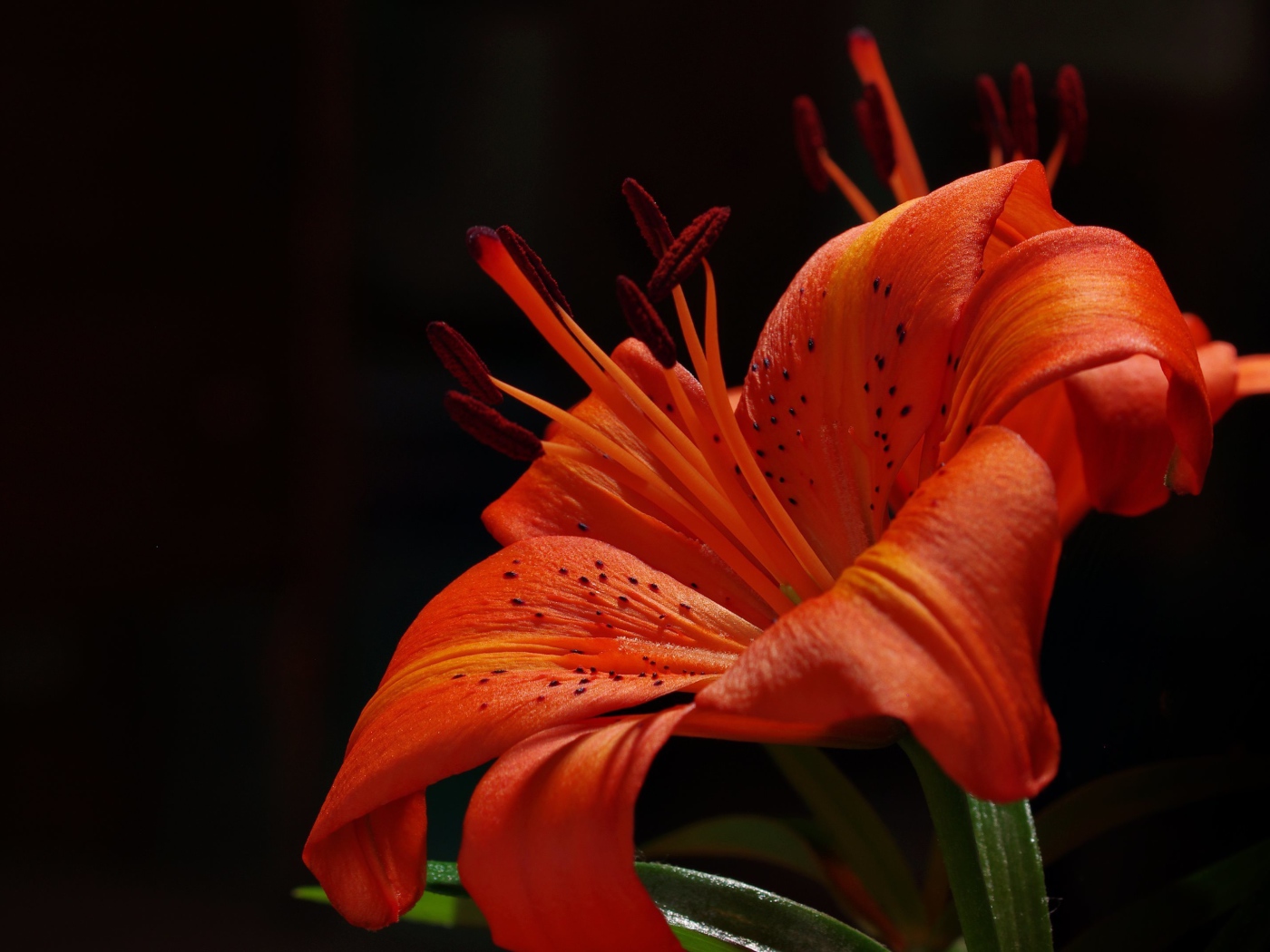 Красная тигровая лилия с завитыми лепестками на черном фоне