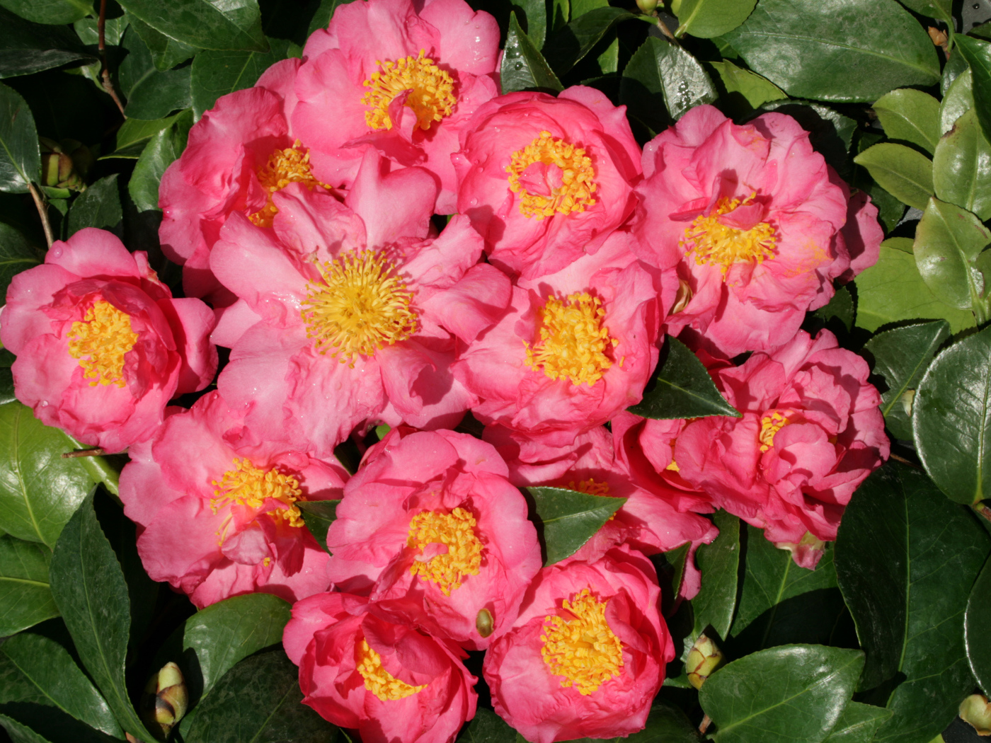 Мелкие розовые цветы камелии крупным планом