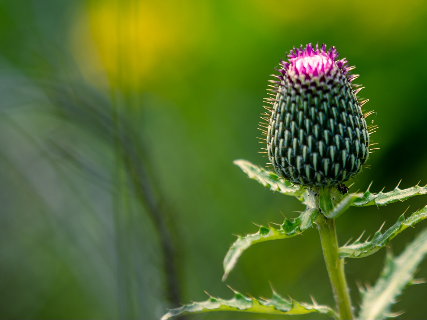 Нераспустившийся цветок чертополоха на зеленом фоне