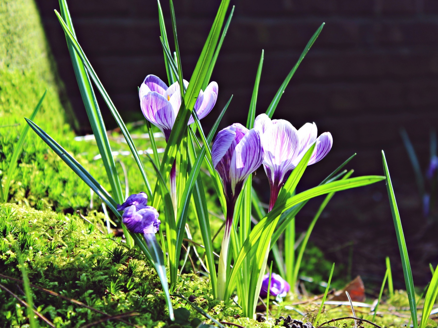 Первые весенние цветы крокусы в лучах солнца
