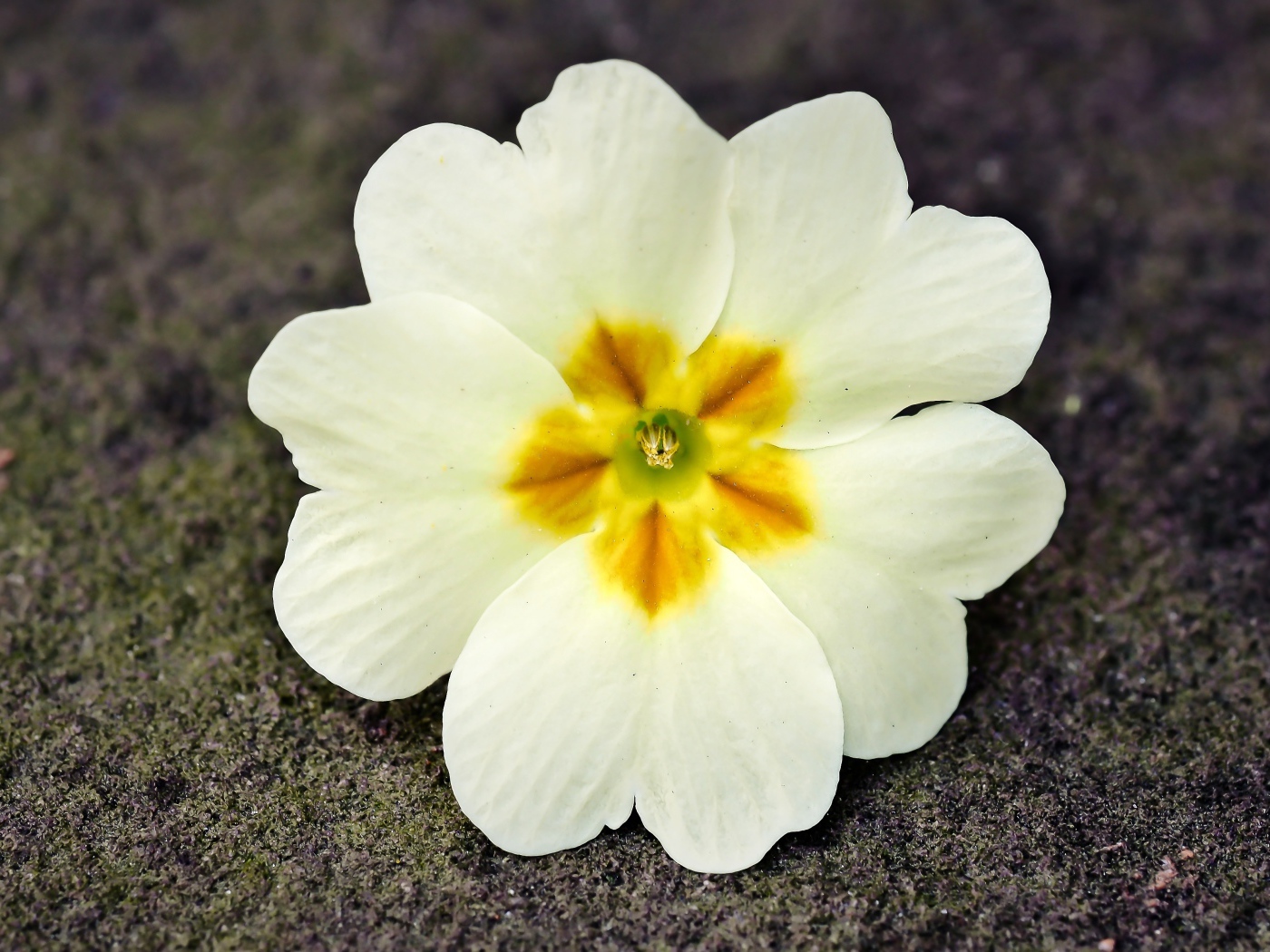 Белый цветок примулы лежит на земле