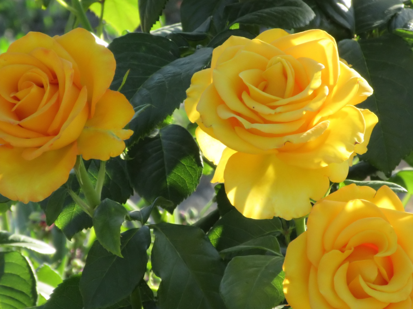 Three beautiful delicate yellow roses on a bed