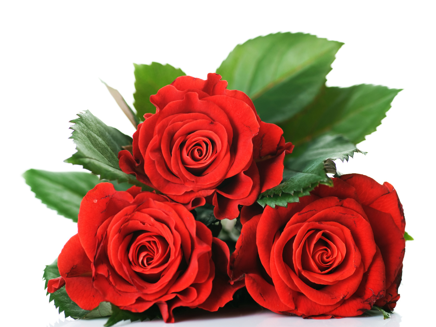 Три красивые красные розы на белом фоне с зелеными листьями