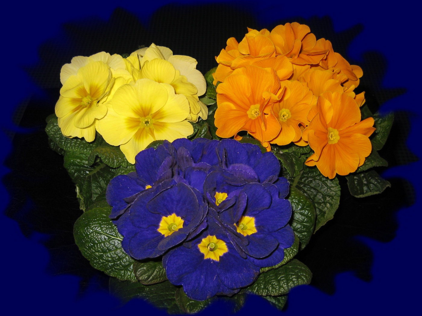 Три разноцветных комнатных цветка примула на синем фоне