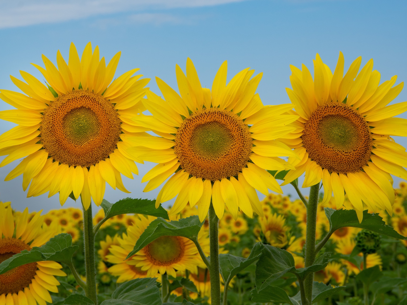 Три желтых цветущих подсолнуха под голубым небом крупным планом