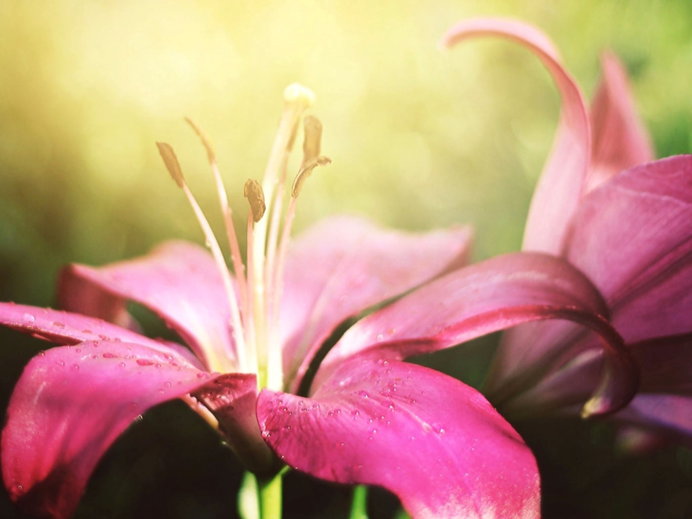 Две красивые розовые лилии 