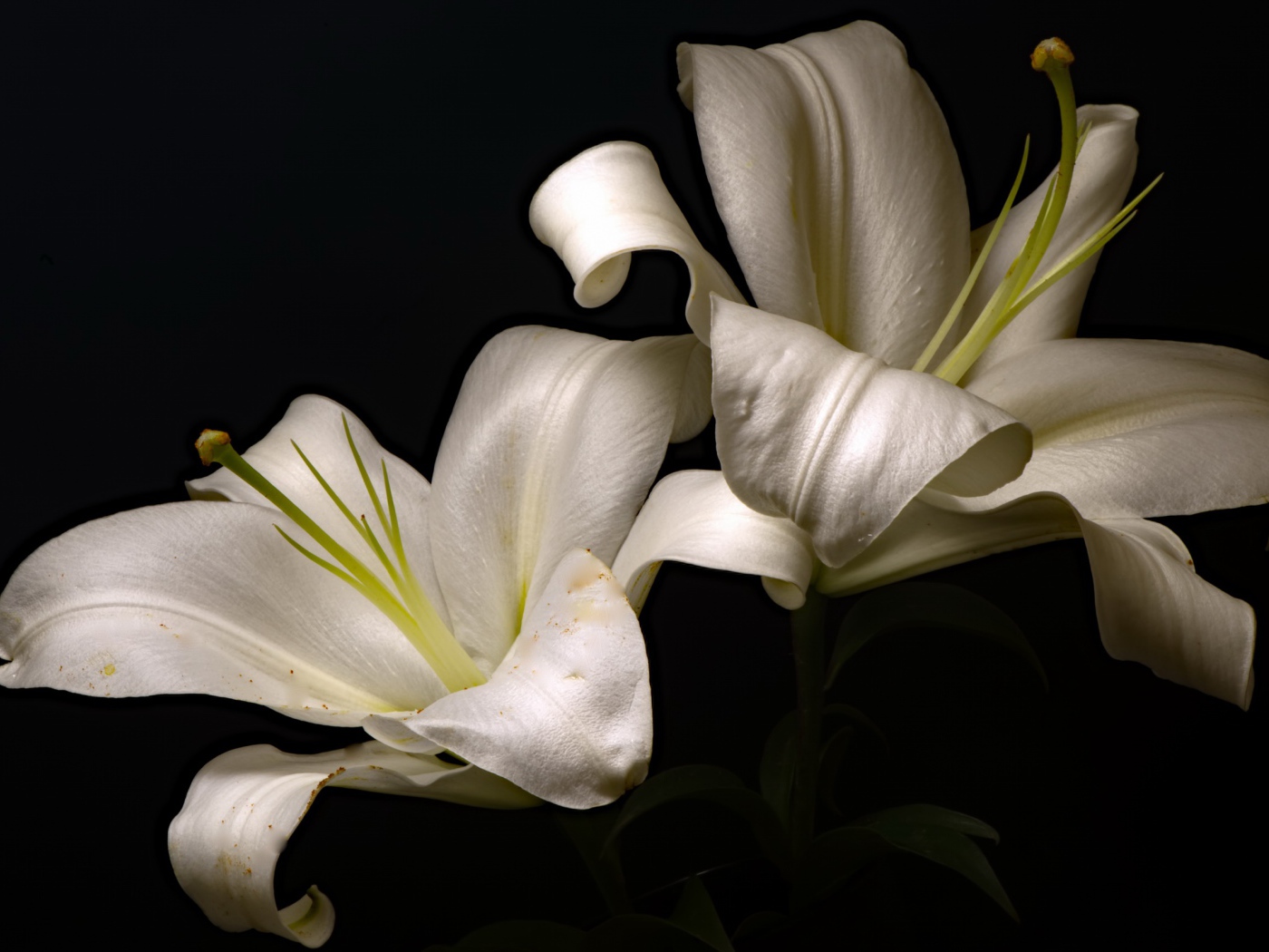 Две красивые белые лилии на черном фоне