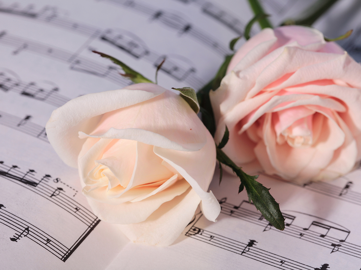 Две нежные розовые розы лежат на нотах 