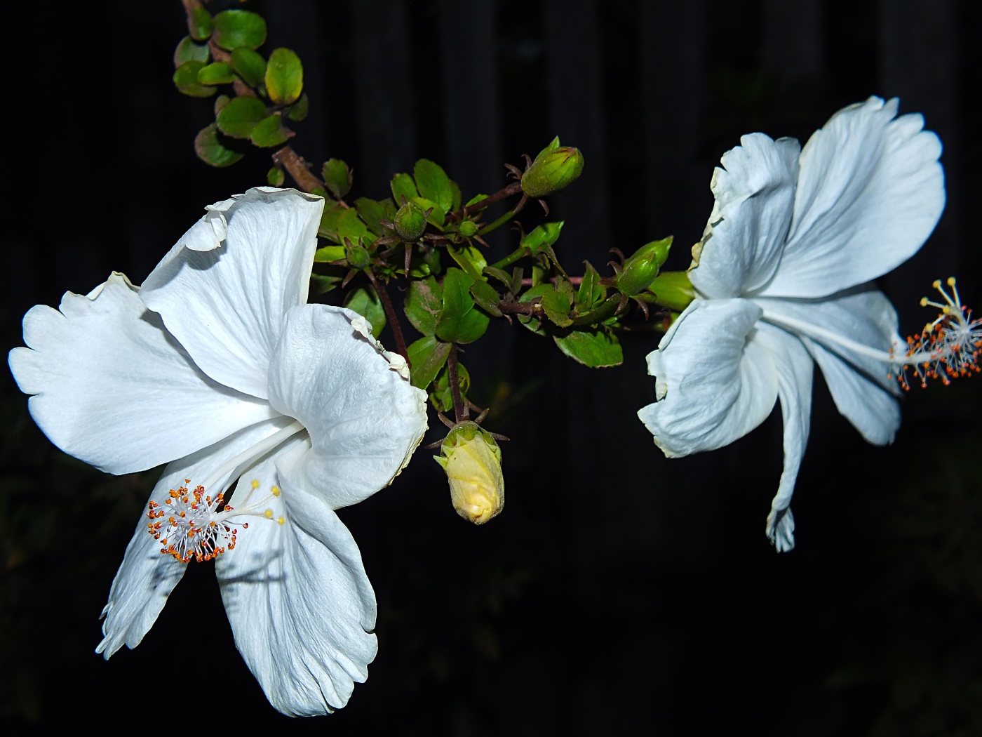 Два больших белых цветка гибискуса с бутонами