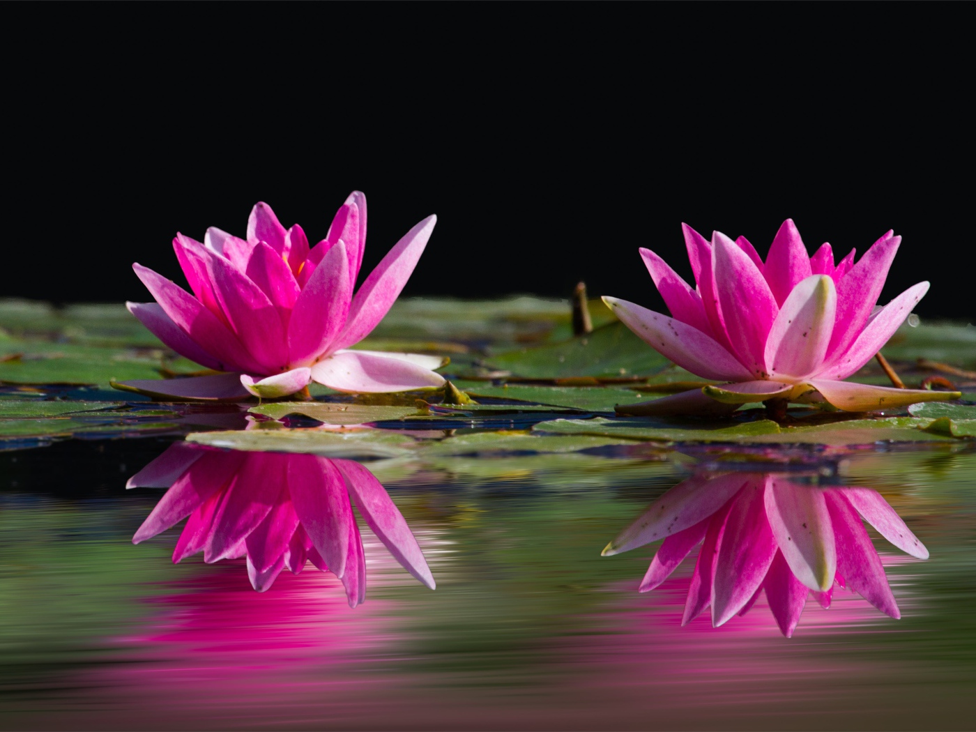 Два розовых цветка лотоса в воде 