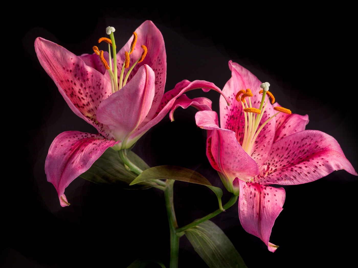 Две розовые тигровые лилии на черном фоне