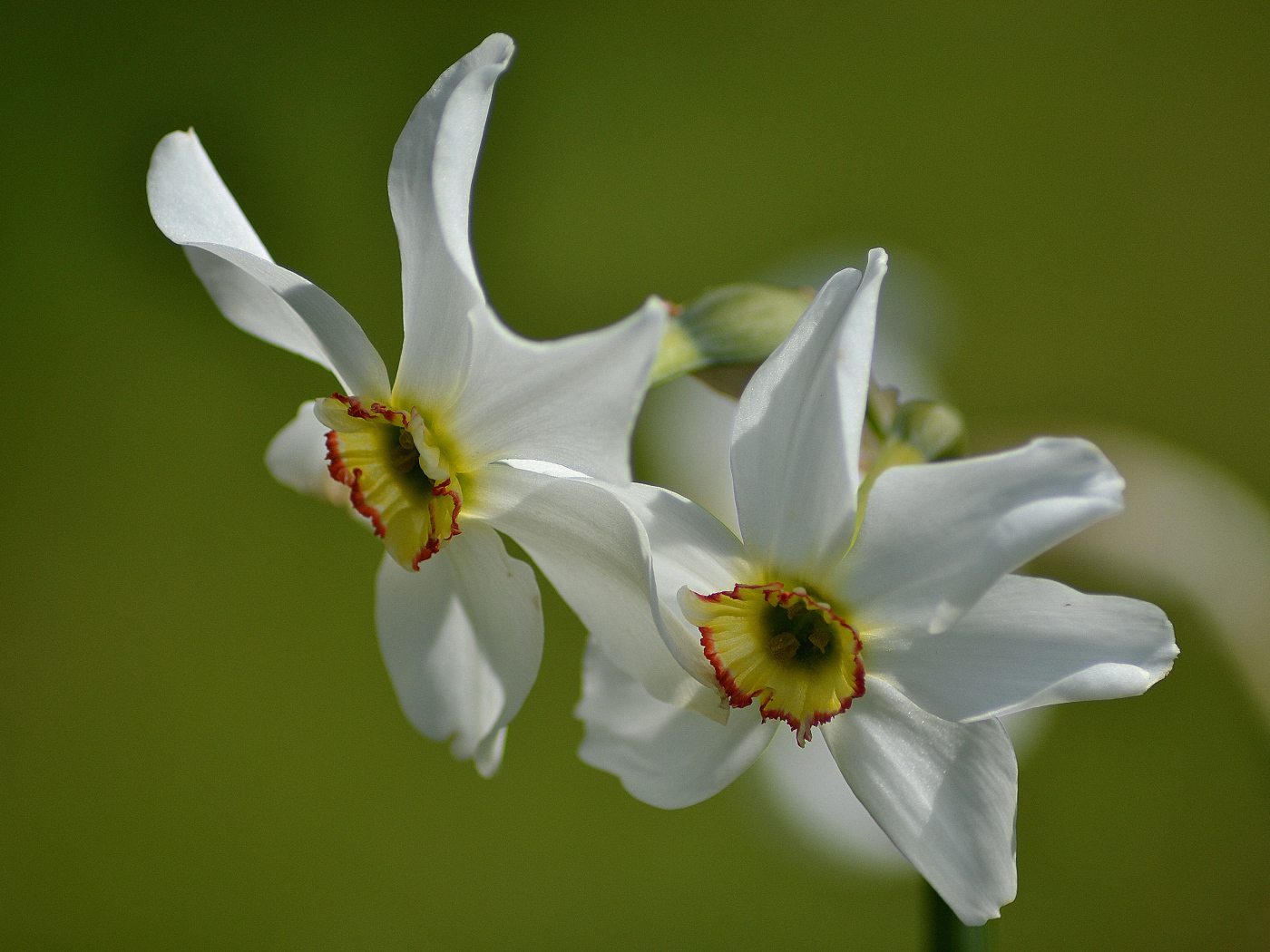 Два нежных белых нарцисса крупным планом