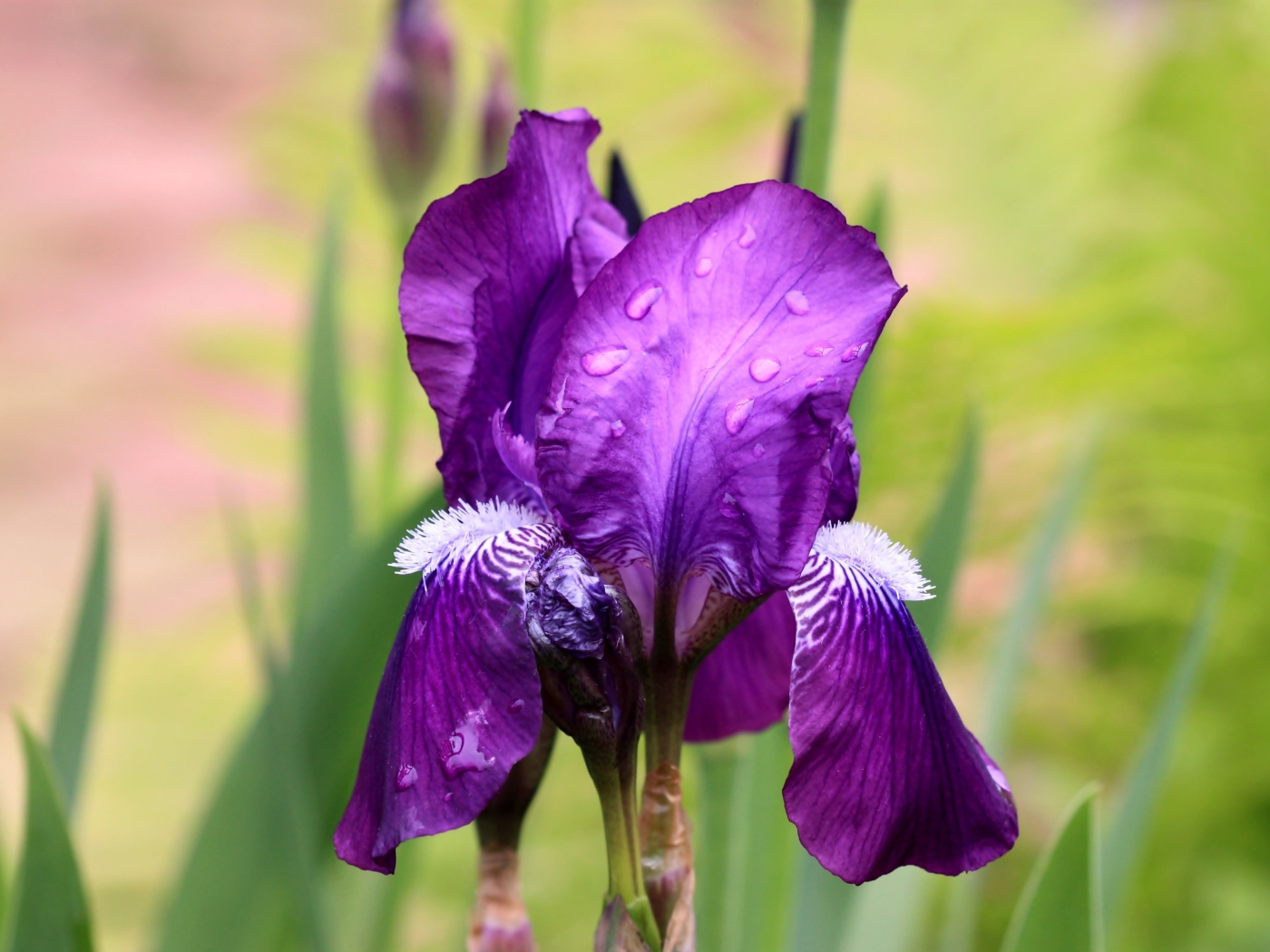 Фиолетовый цветок ириса в каплях дождя крупным планом