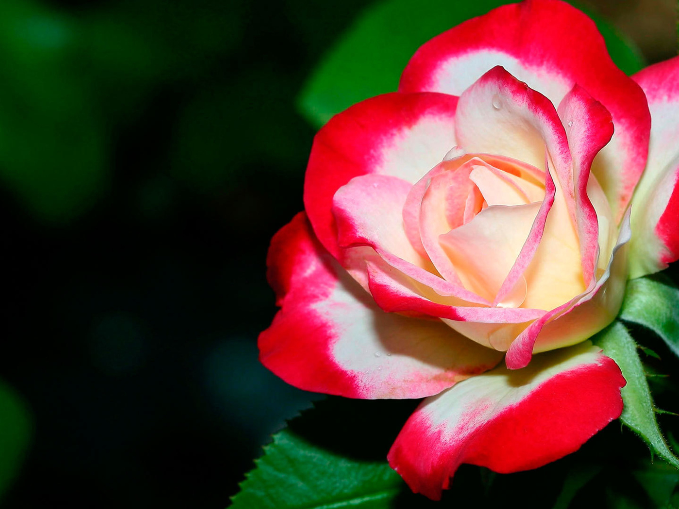 Бело- красная роза крупным планом 