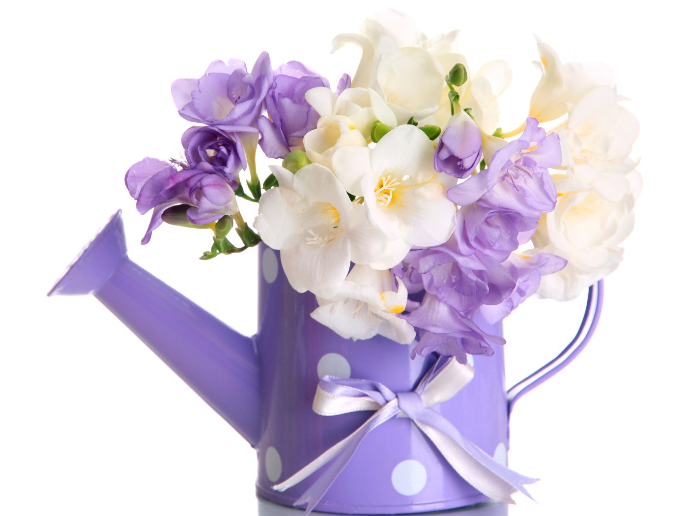 Белые и фиолетовый цветы фрезии в лейке на белом фоне