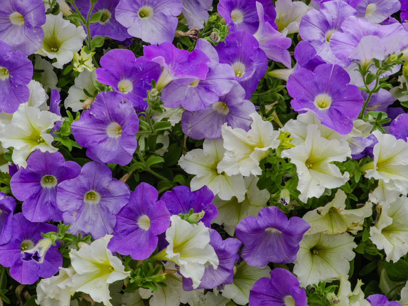 Белые и фиолетовые цветы петунии крупным планом
