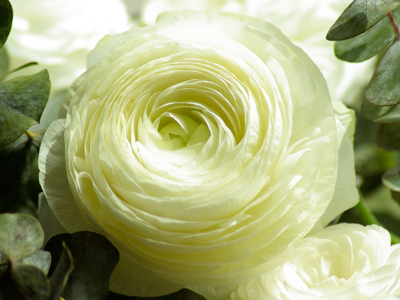 Белый лютик крупным планом