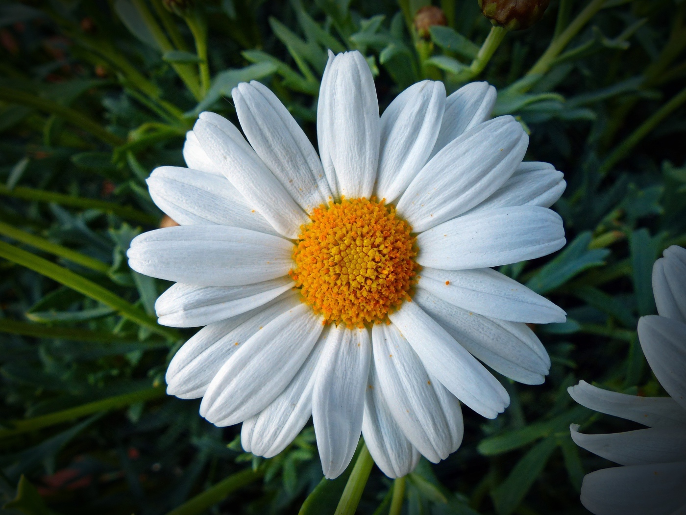 Белая ромашка с желтой серединкой крупным планом