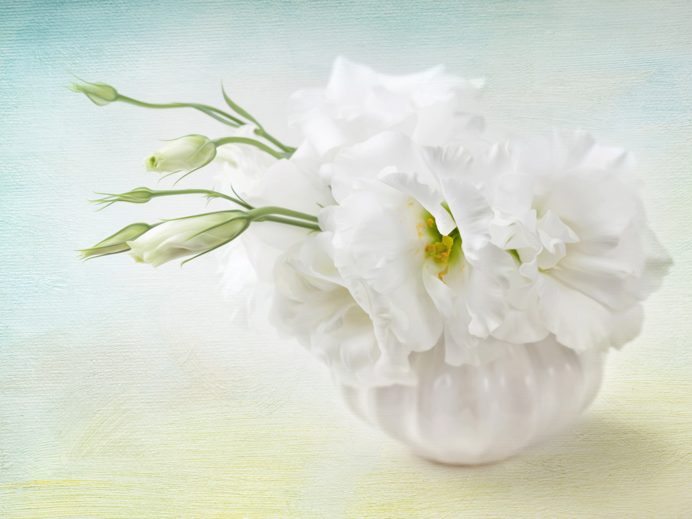 Белый цветок эустома с бутонами 