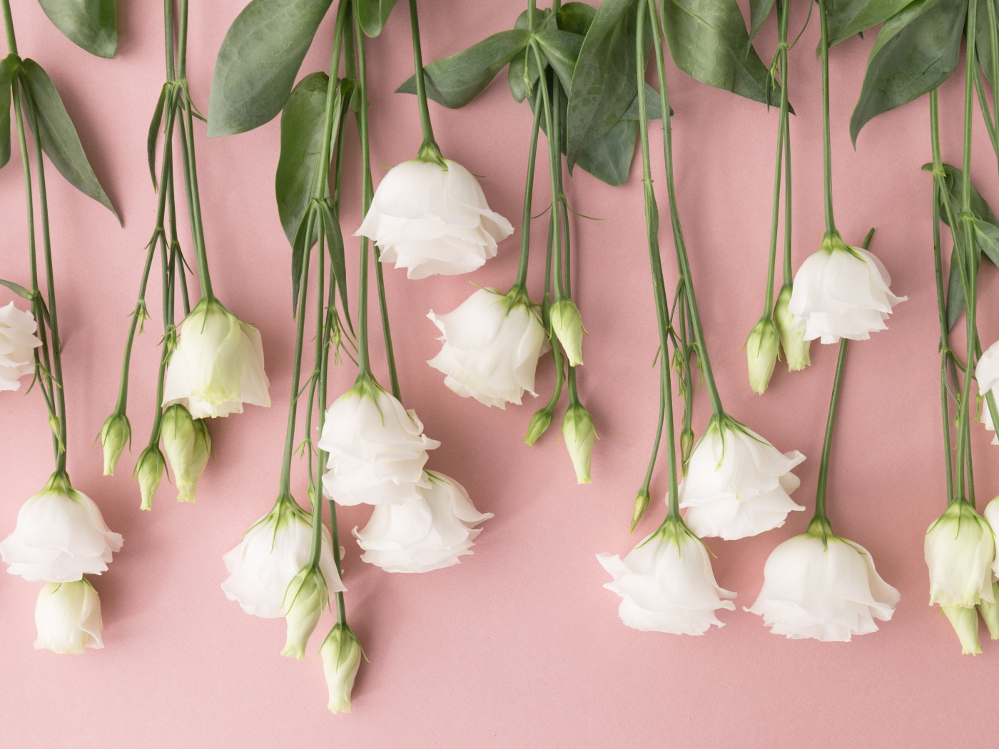 Белые цветы эустома на розовом фоне