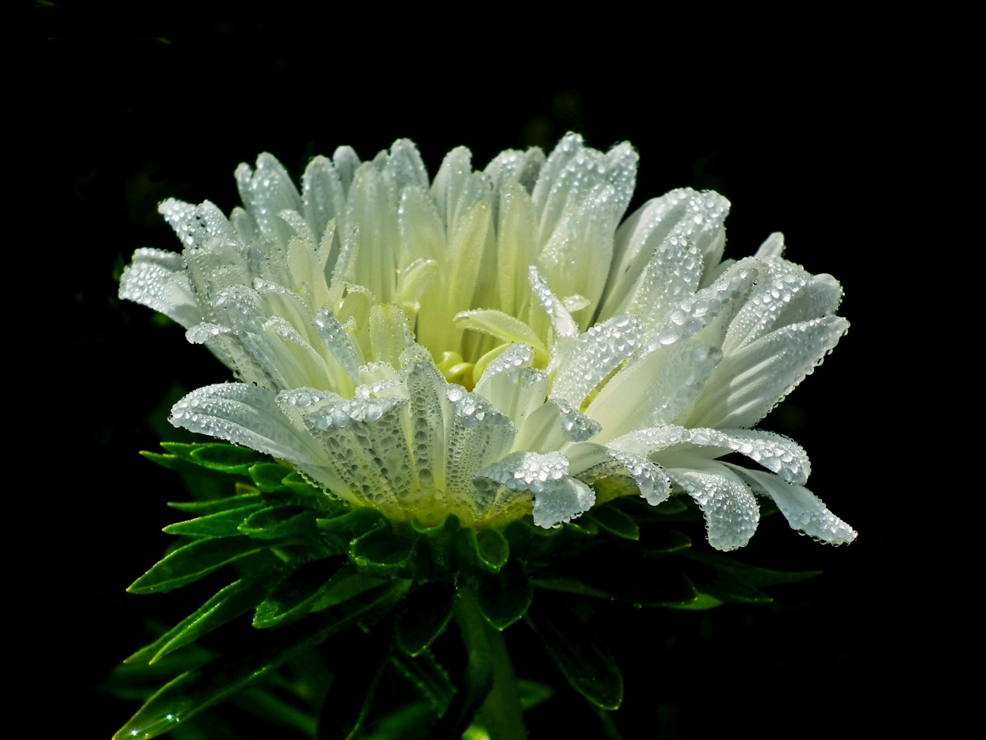 Белый цветок астры в каплях розы на черном фоне