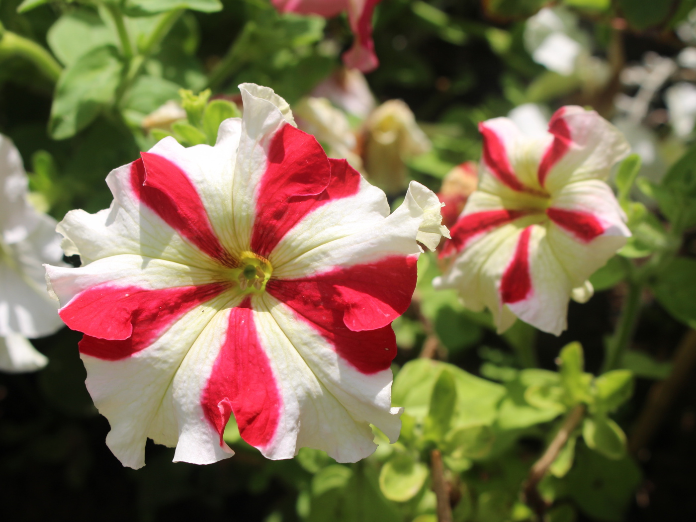 Белые с красными линиями цветы петунии 