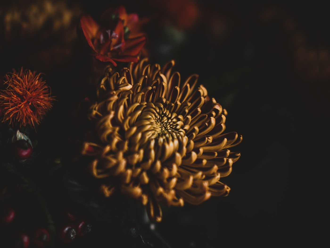 Желтый цветок хризантемы крупным планом 