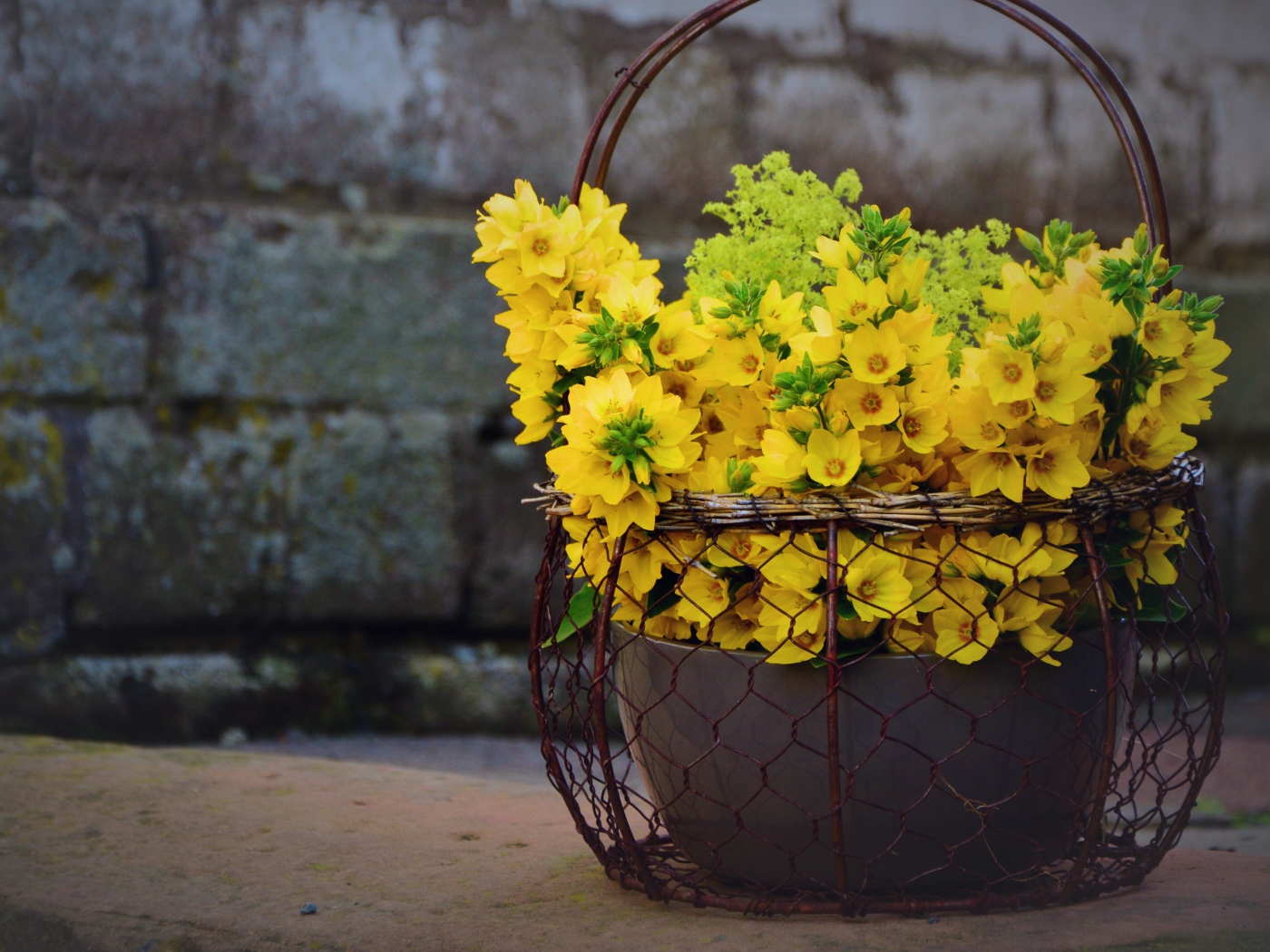 Желтые цветы вербейник в железной корзине