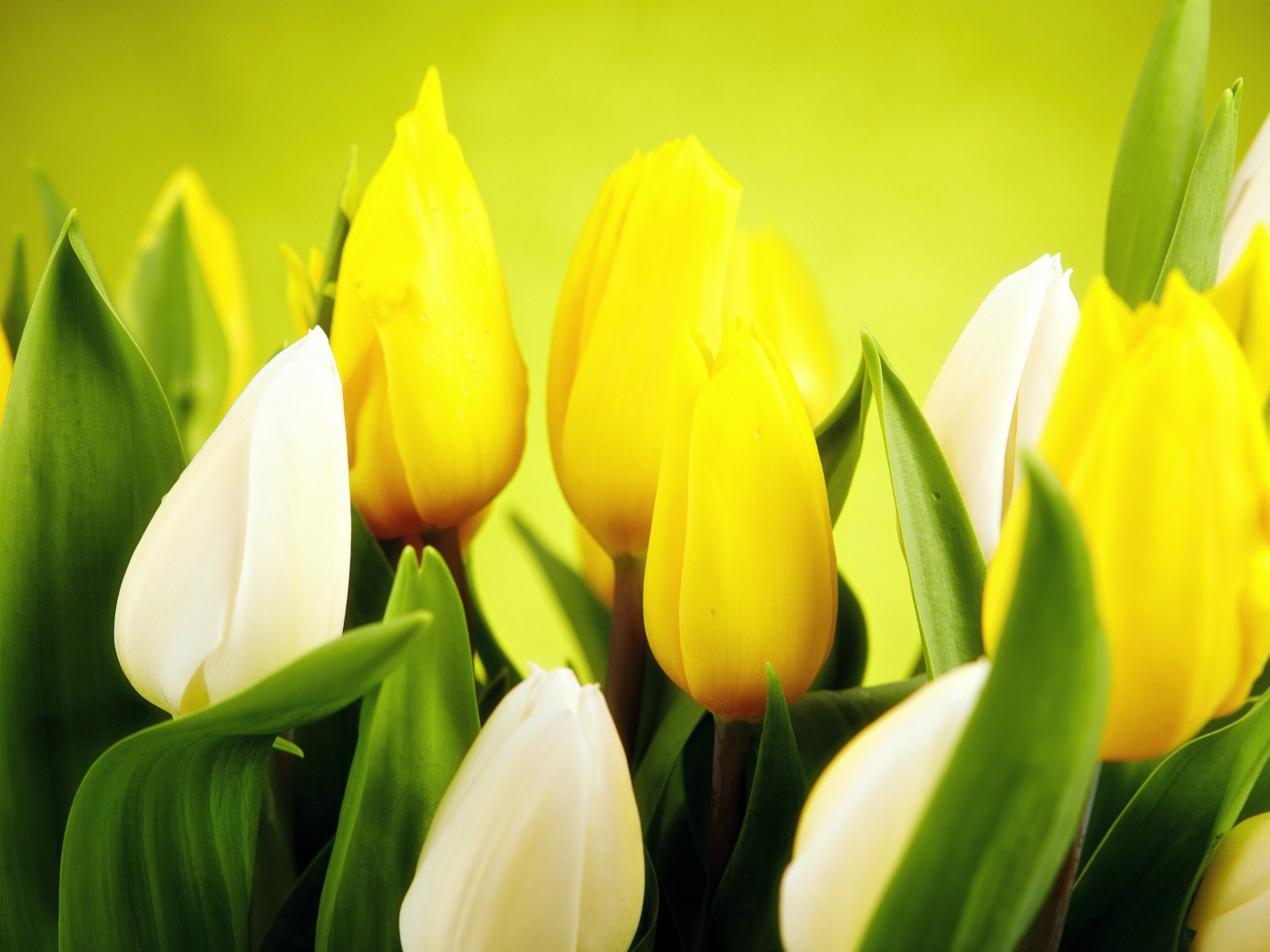 Желтые и белые тюльпаны крупным планом