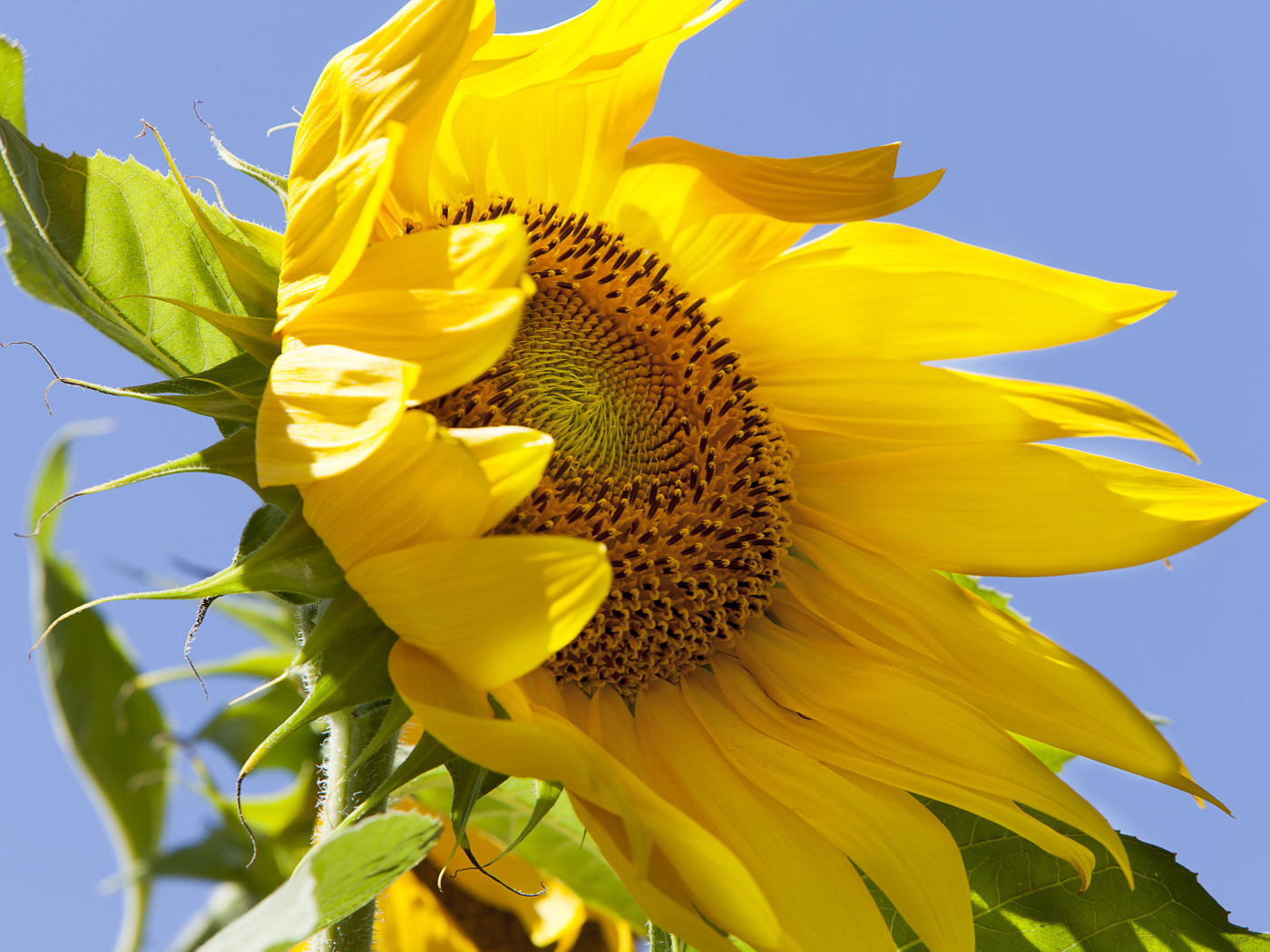 Желтый цветок подсолнуха на фоне голубого неба 