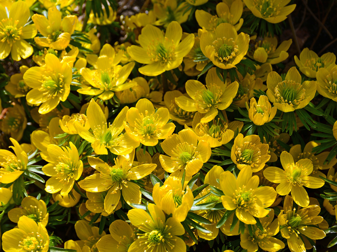 Желтые цветы морозника крупным планом