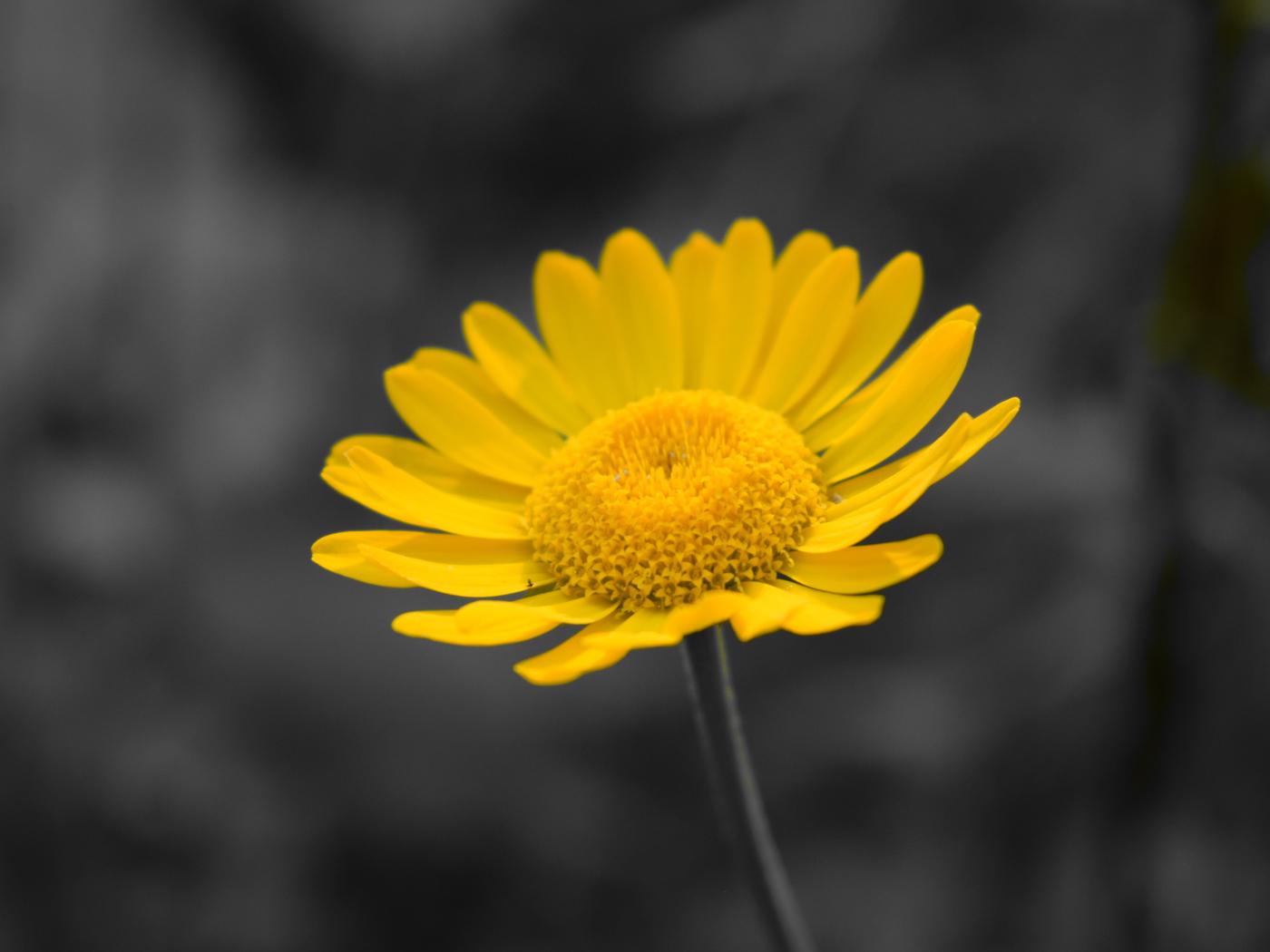 Желтый маленький цветок на сером фоне