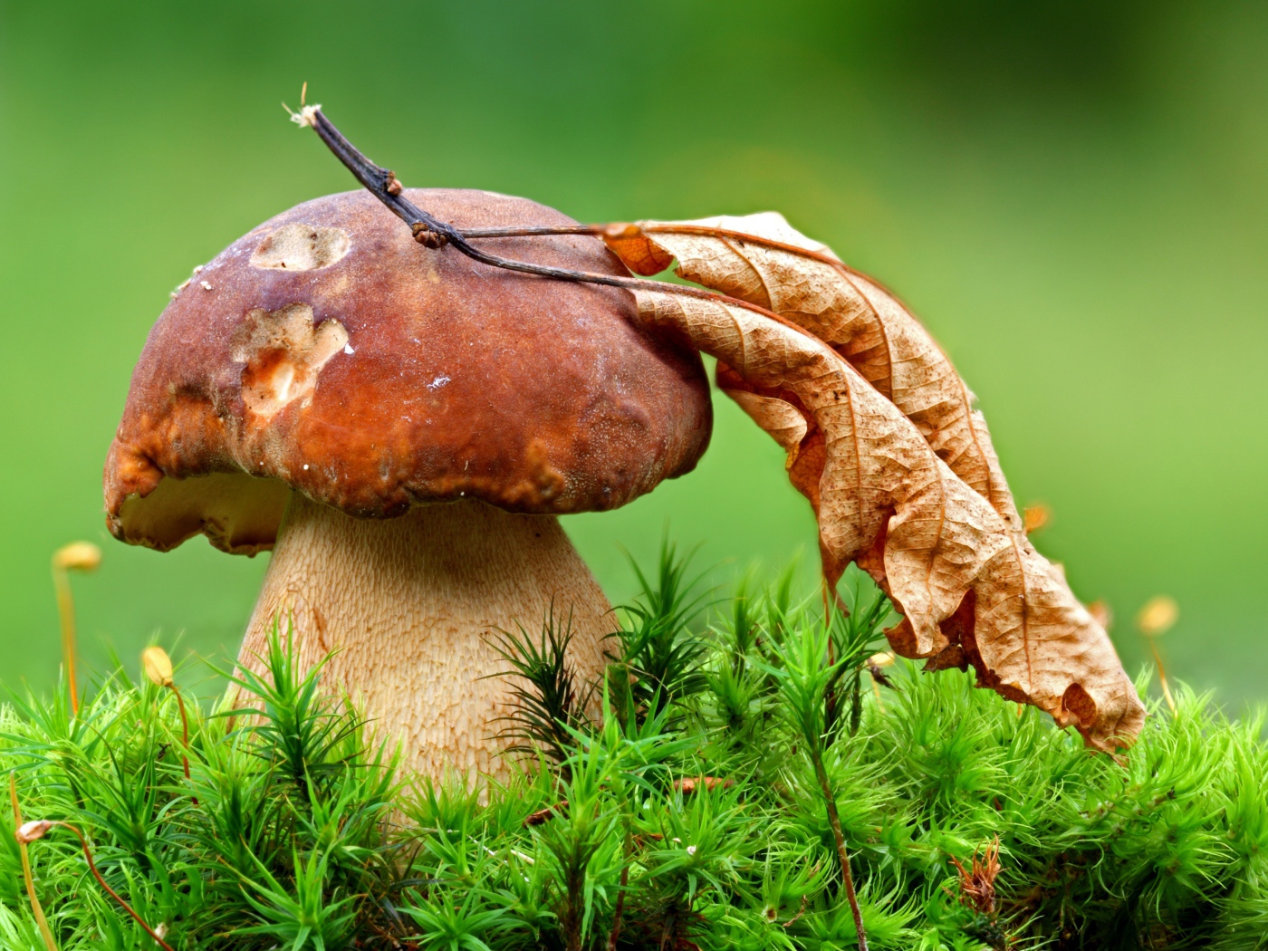 Гриб с опавшим сухим листом осенью 