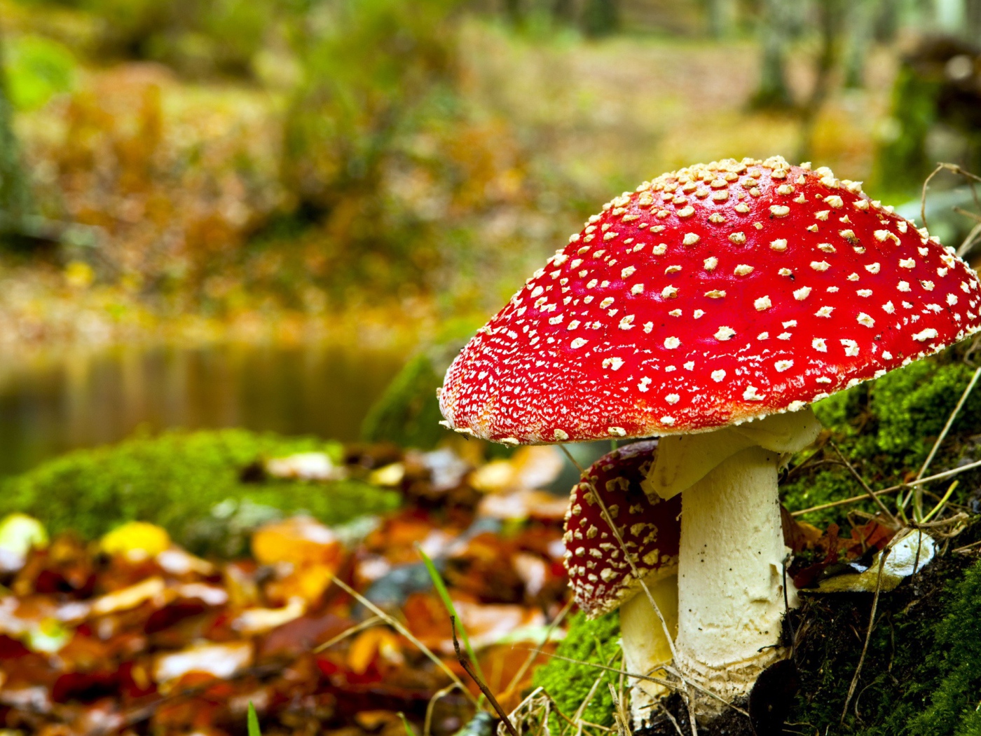 Красные мухоморы в лесу 