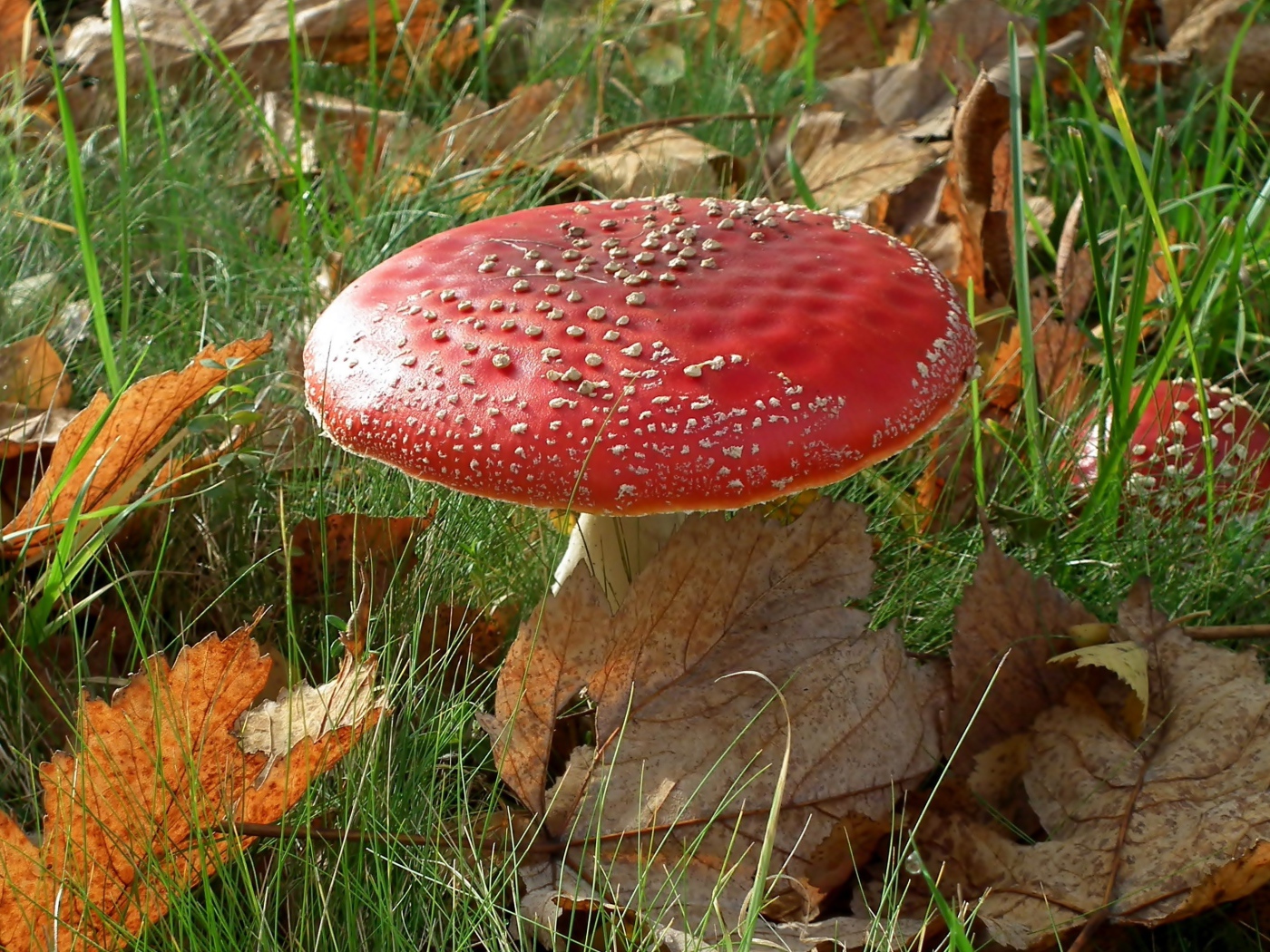 Красный большой мухомор в зеленой траве с желтыми листьями 