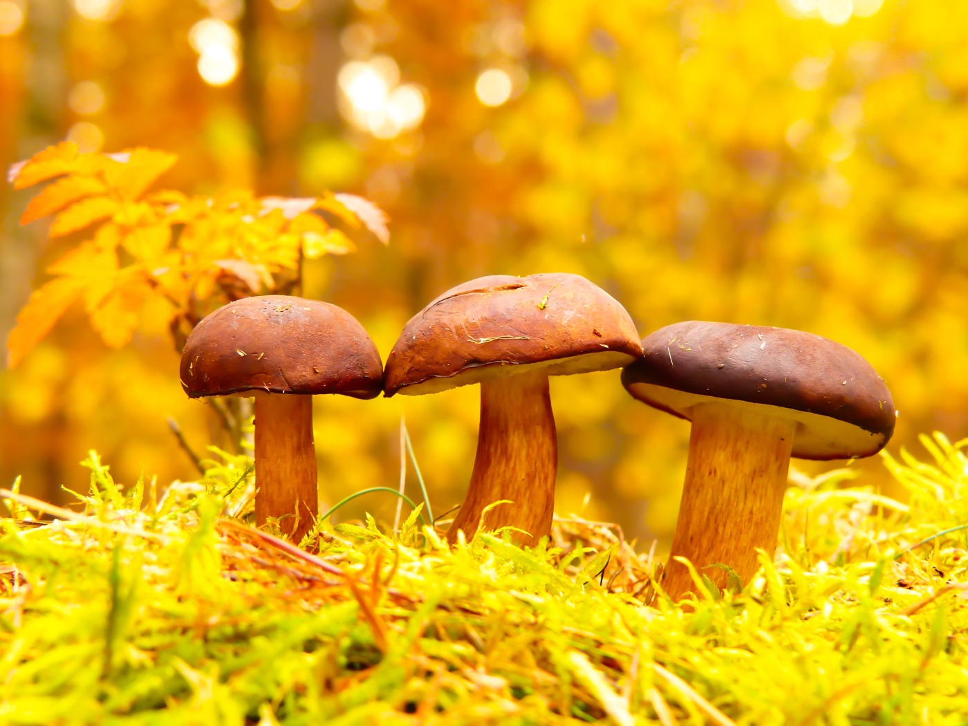 Три гриба в осеннем лесу 