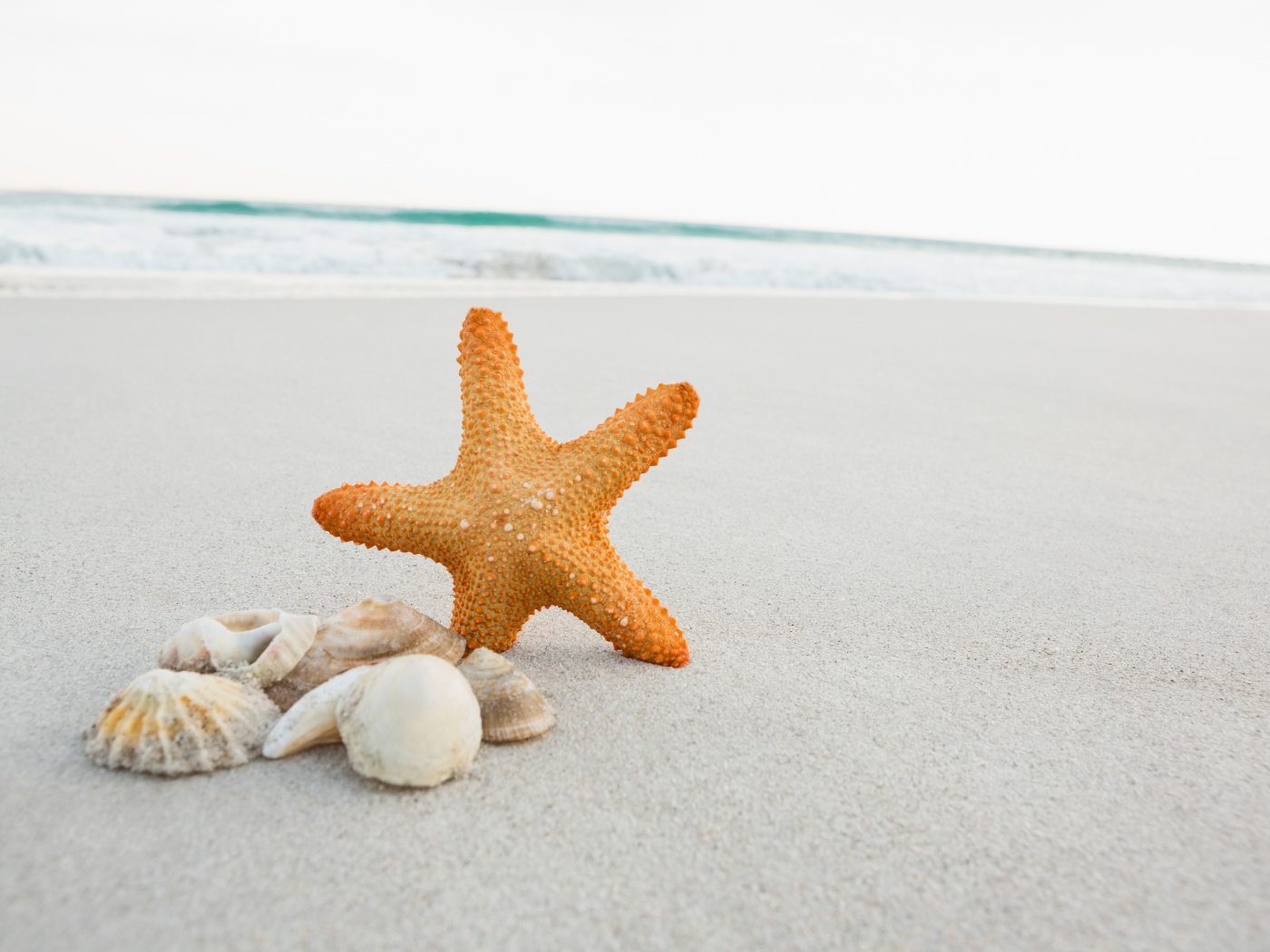 Морская звезда и ракушки на белом песке у моря 