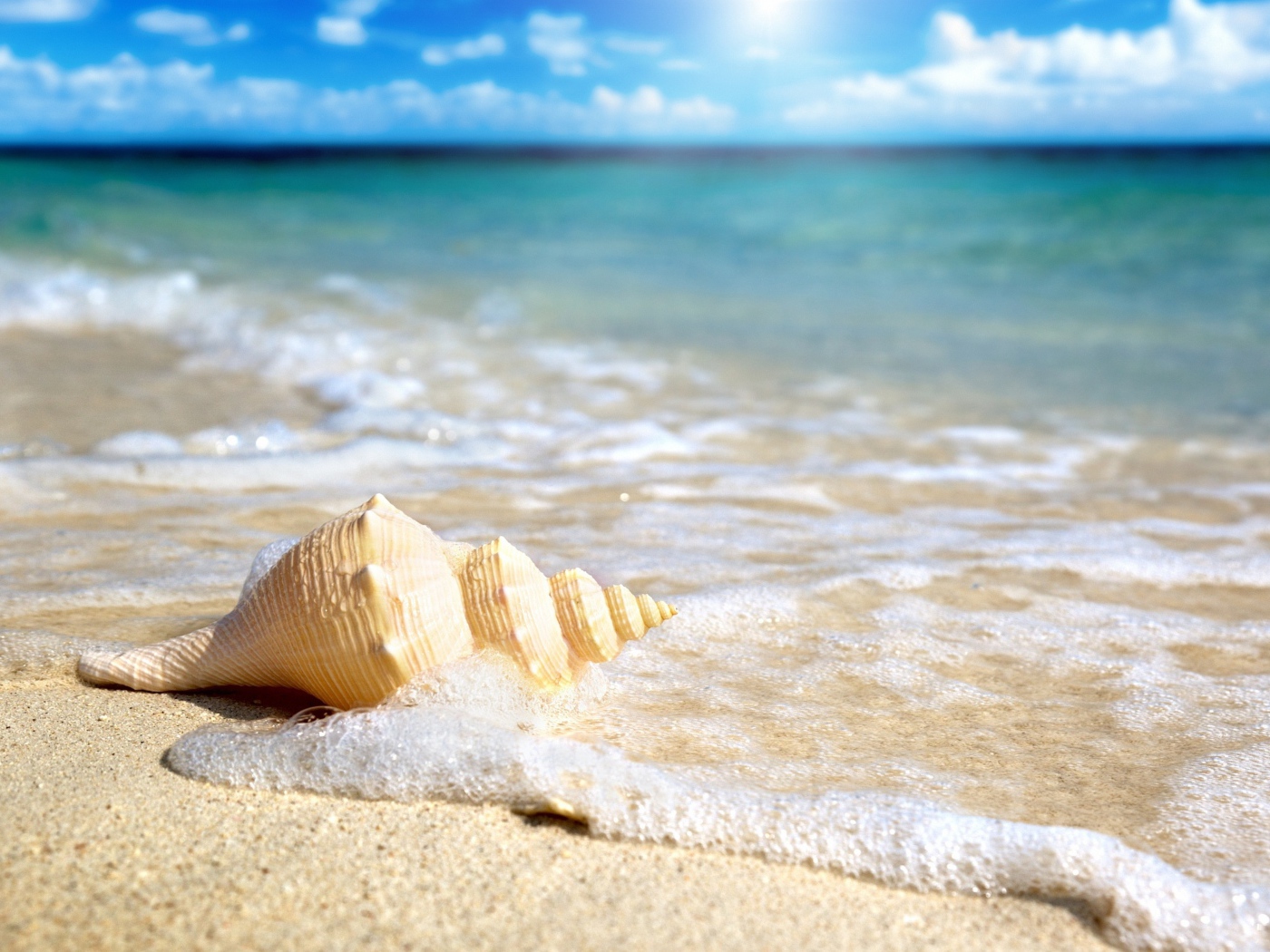 Большая ракушка лежит песке в морской пене