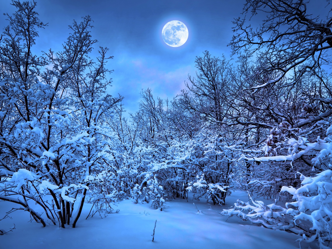 Яркая луна над покрытыми снегом деревьями ночью