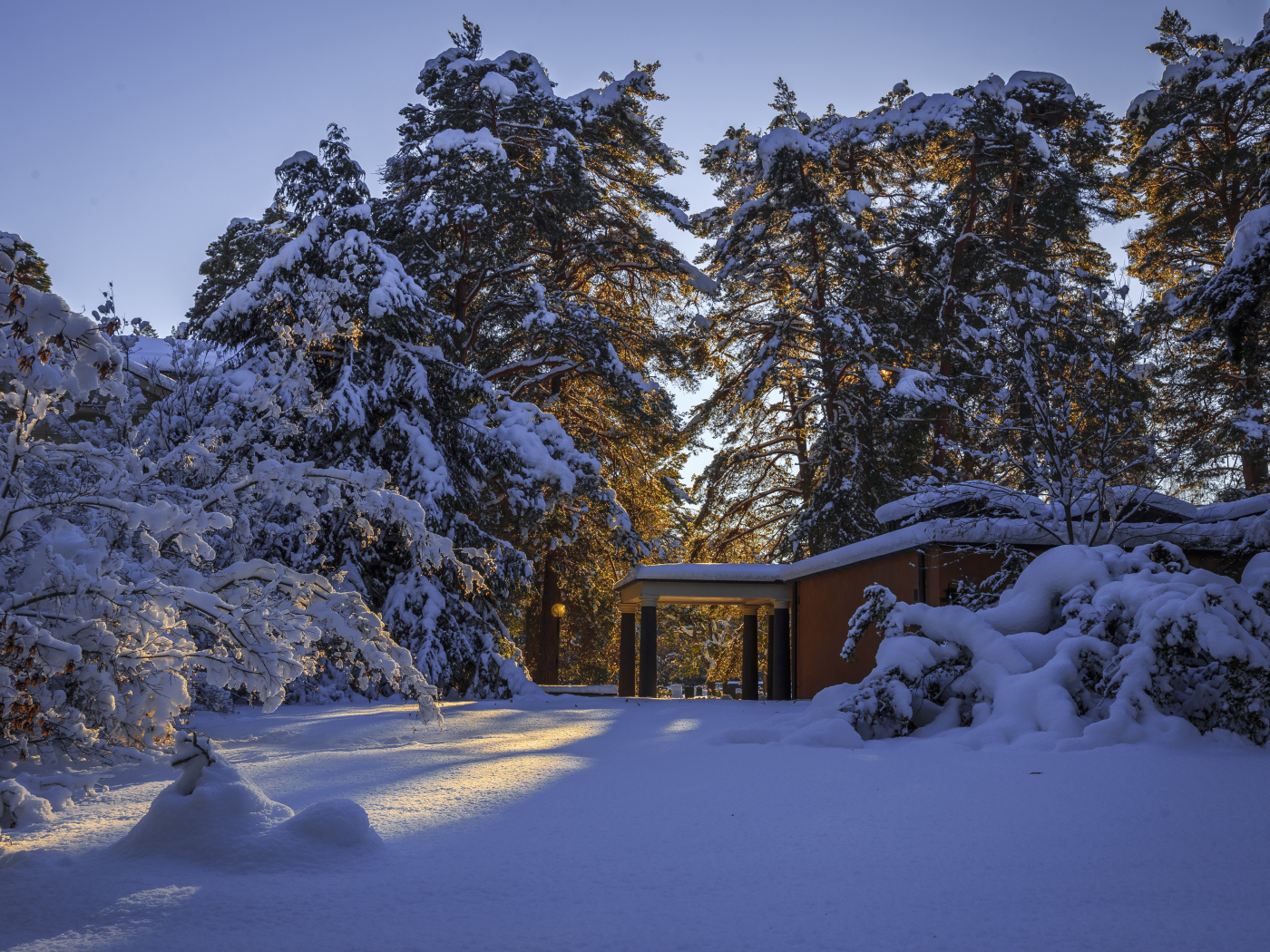 Заснеженные красивые деревья возле дома солнечным днем