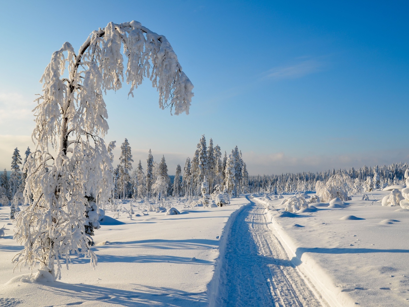 Заснеженная дорога у покрытых инеем деревьев солнечным зимним днем
