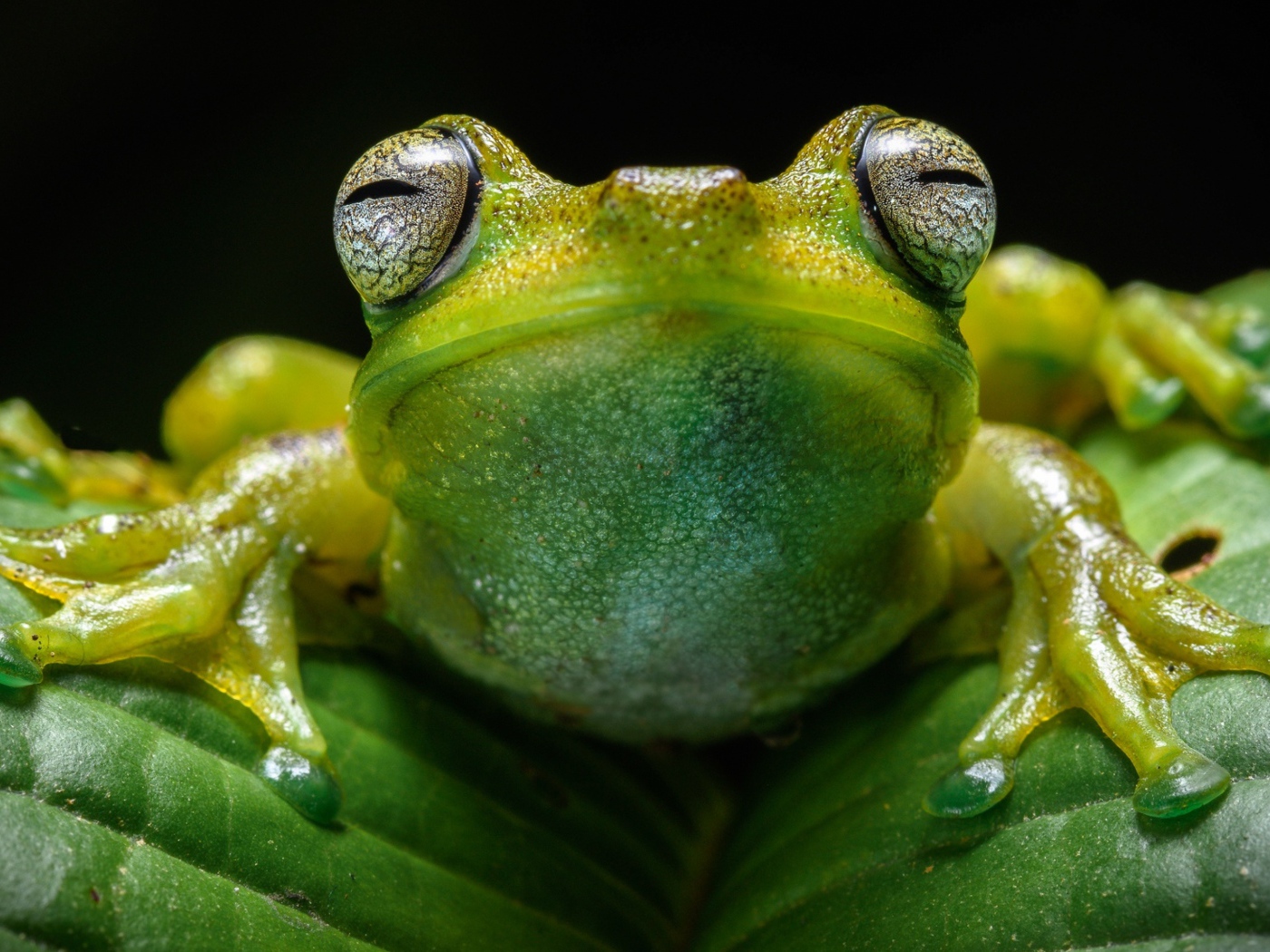 Лягушка на зеленом листе крупным планом