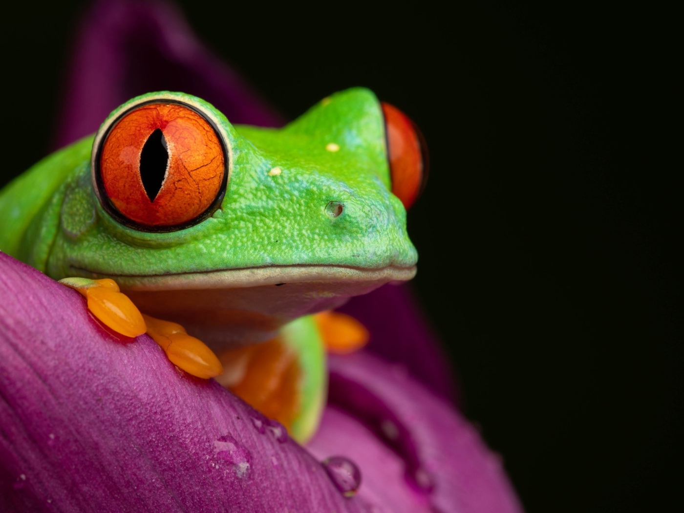 Зеленая лягушка Красноглазая Квакша на цветке