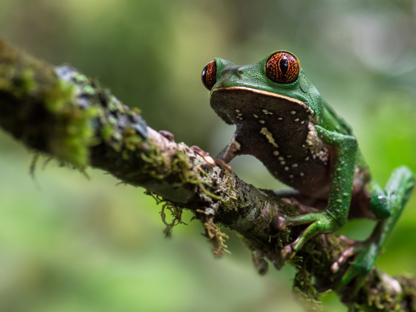 Зеленая лягушка сидит на ветке 