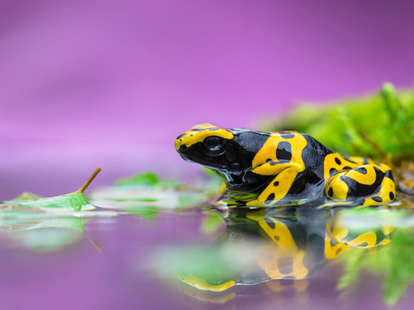 Ядовитая лягушка древолаз в воде 