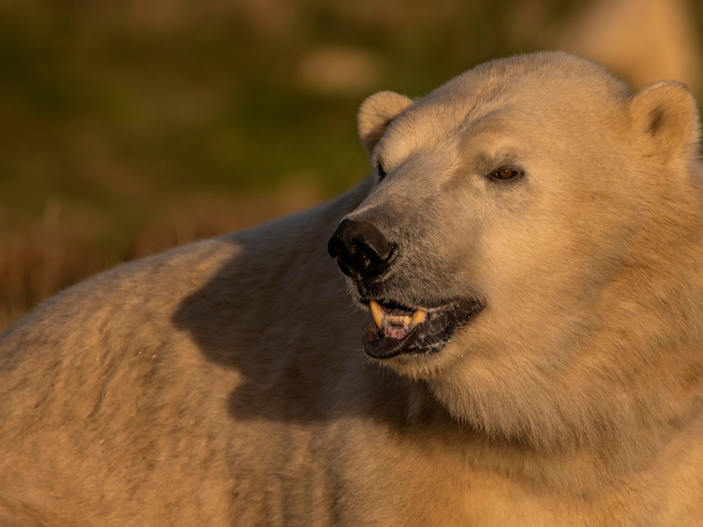 Большой белый медведь с острыми клыками