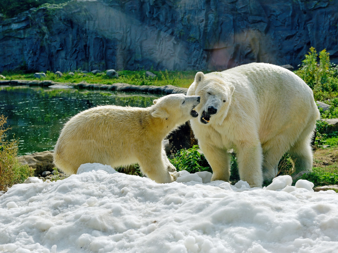 Большая белая медведица с медвежонком на снегу в зоопарке