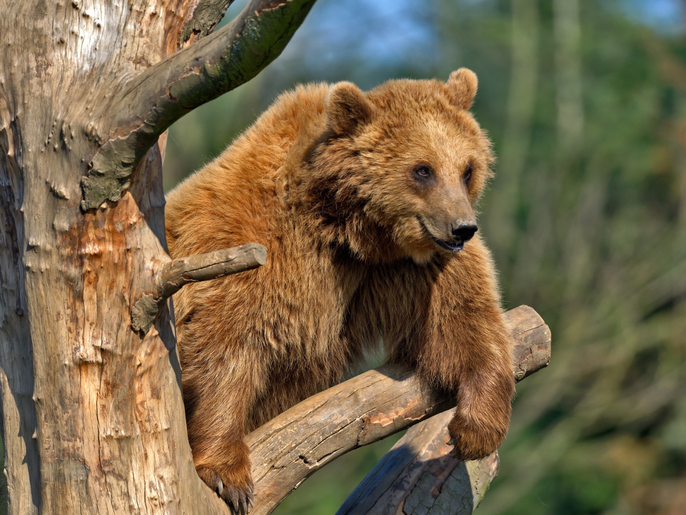 Бурый медведь сидит на сухом дереве
